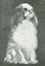 Blenheim Spaniel.